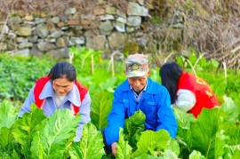 独家报道！云霄香烟正规厂家货源推荐“红颜薄命”